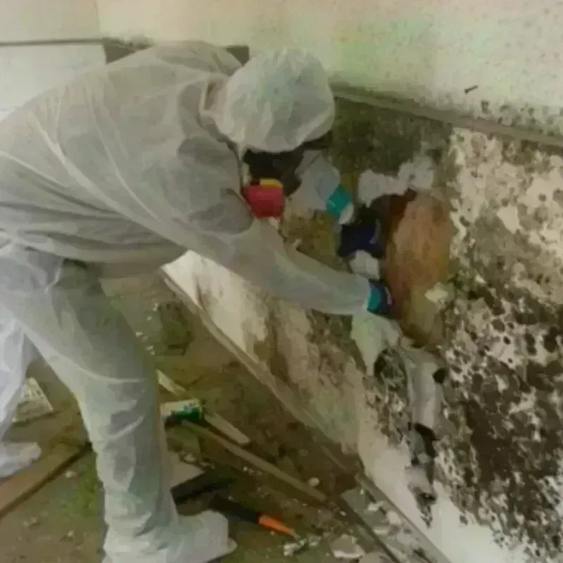 Mold Remediation and Removal in Cobden, IL